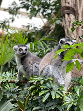 那須どうぶつ王国に投稿された画像（2022/6/7）