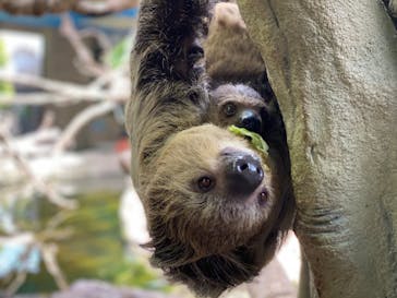 那須どうぶつ王国に投稿された画像（2022/6/7）