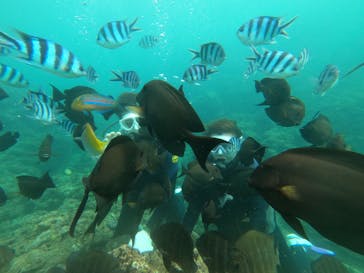 DIVING-SHOP SUNSに投稿された画像（2022/6/7）