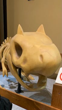 国立科学博物館　特別企画展「ポケモン化石博物館」に投稿された画像（2022/6/7）