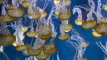 新江ノ島水族館に投稿された画像（2022/6/7）