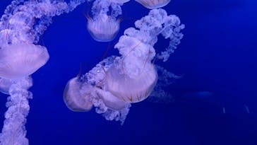 新江ノ島水族館に投稿された画像（2022/6/7）