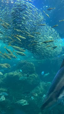 新江ノ島水族館に投稿された画像（2022/6/7）