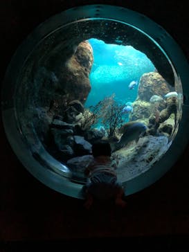 新江ノ島水族館に投稿された画像（2022/6/7）