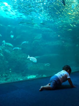 新江ノ島水族館に投稿された画像（2022/6/7）