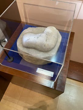 国立科学博物館　特別企画展「ポケモン化石博物館」に投稿された画像（2022/6/7）