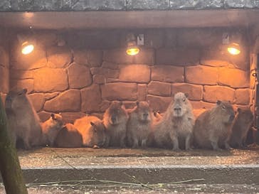 伊豆シャボテン動物公園に投稿された画像（2022/6/8）