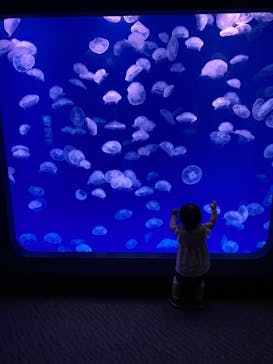 大分マリーンパレス水族館 「うみたまご」に投稿された画像（2022/6/8）