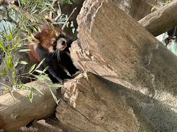 神戸どうぶつ王国に投稿された画像（2022/6/8）