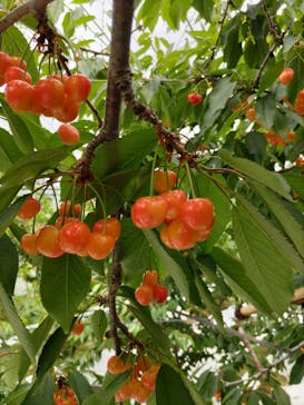 小野洋蘭果樹園に投稿された画像（2022/6/8）