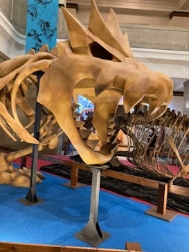 国立科学博物館　特別企画展「ポケモン化石博物館」に投稿された画像（2022/6/8）