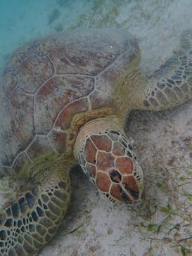 宮古島 ADVENTURE PiPi（ミヤコジマ アドベンチャー ピピ）に投稿された画像（2022/6/8）