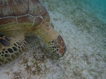 宮古島 ADVENTURE PiPi（ミヤコジマ アドベンチャー ピピ）に投稿された画像（2022/6/8）