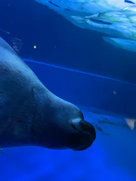 サンシャイン水族館に投稿された画像（2022/6/8）
