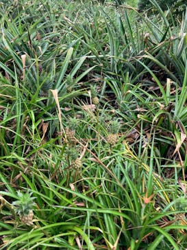 ナゴパイナップルパークに投稿された画像（2022/6/9）