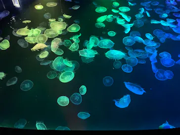 すみだ水族館に投稿された画像（2022/6/9）