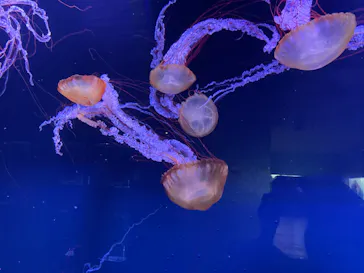すみだ水族館に投稿された画像（2022/6/9）