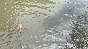 三溪園に投稿された画像（2022/6/10）