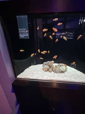 横浜開運水族館 フォーチュンアクアリウムに投稿された画像（2022/6/10）