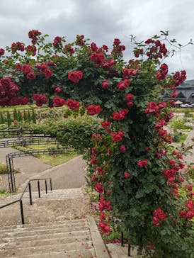 いばらきフラワーパークに投稿された画像（2022/6/10）