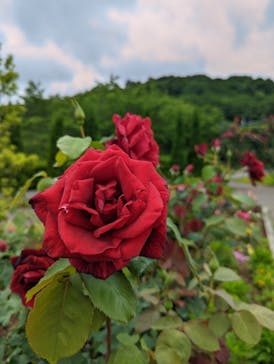 いばらきフラワーパークに投稿された画像（2022/6/10）