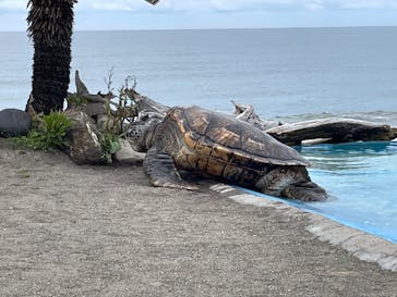 鴨川シーワールドに投稿された画像（2022/6/10）