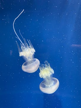 鴨川シーワールドに投稿された画像（2022/6/10）