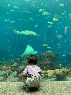 鴨川シーワールドに投稿された画像（2022/6/10）