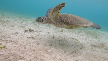 宮古島 ADVENTURE PiPi（ミヤコジマ アドベンチャー ピピ）に投稿された画像（2022/6/10）