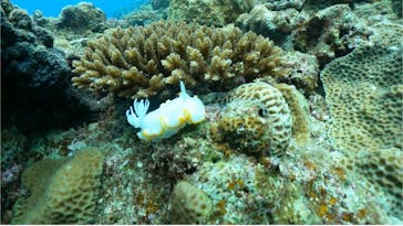 DIVING-SHOP SUNSに投稿された画像（2022/6/10）