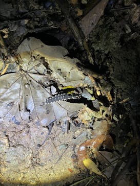 石垣島 ADVENTURE PiPi（イシガキジマアドベンチャーピピ）に投稿された画像（2022/6/10）