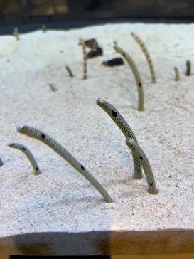 すみだ水族館に投稿された画像（2022/6/10）