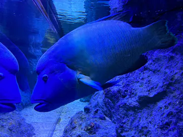 すみだ水族館に投稿された画像（2022/6/10）