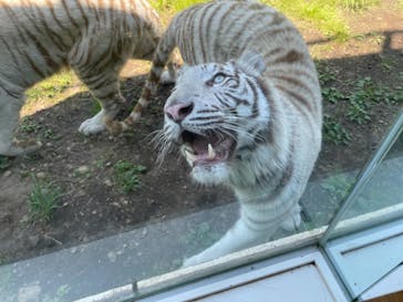 伊豆アニマルキングダムに投稿された画像（2022/6/10）