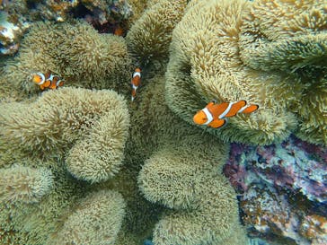 宮古島 ADVENTURE PiPi（ミヤコジマ アドベンチャー ピピ）に投稿された画像（2022/6/10）