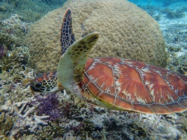 宮古島 ADVENTURE PiPi（ミヤコジマ アドベンチャー ピピ）に投稿された画像（2022/6/10）