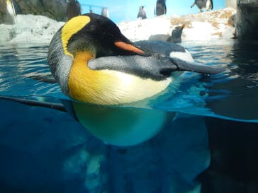 鴨川シーワールドに投稿された画像（2022/6/11）