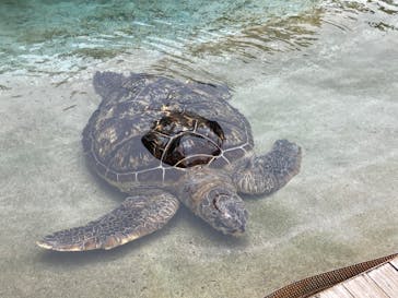 新江ノ島水族館に投稿された画像（2022/6/11）