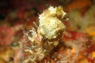 クリオネダイバーズに投稿された画像（2022/6/11）