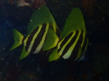 クリオネダイバーズに投稿された画像（2022/6/11）