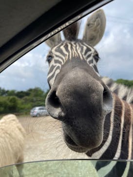 東北サファリパークに投稿された画像（2022/6/11）