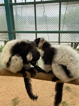 東北サファリパークに投稿された画像（2022/6/11）