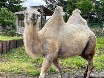 東北サファリパークに投稿された画像（2022/6/11）