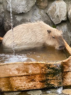 那須どうぶつ王国に投稿された画像（2022/6/11）