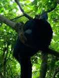 よこはま動物園ズーラシアに投稿された画像（2022/6/11）