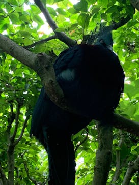 よこはま動物園ズーラシアに投稿された画像（2022/6/11）