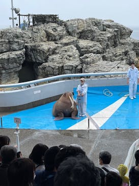大分マリーンパレス水族館 「うみたまご」に投稿された画像（2022/6/11）