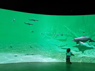 カワスイ 川崎⽔族館に投稿された画像（2022/6/11）