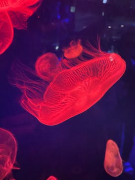 名古屋港水族館に投稿された画像（2022/6/11）