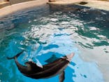 新江ノ島水族館に投稿された画像（2022/6/11）